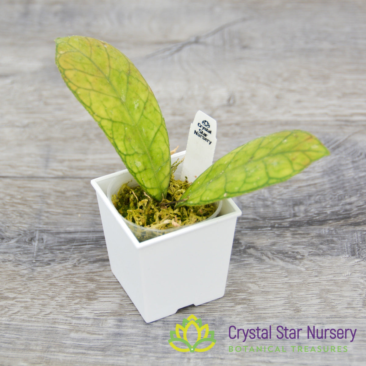 Hoya finlaysonii (round leaf)