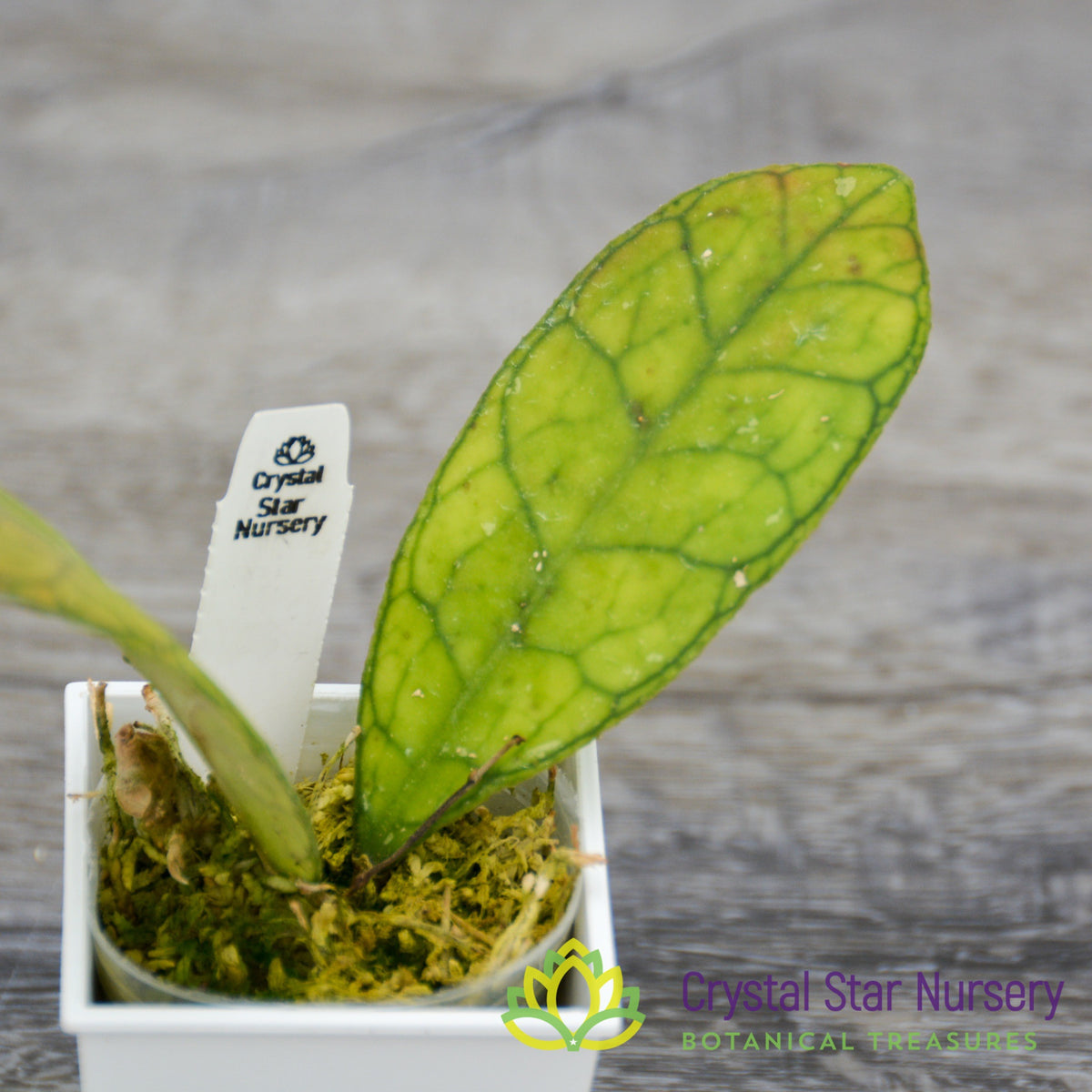 Hoya finlaysonii (round leaf)