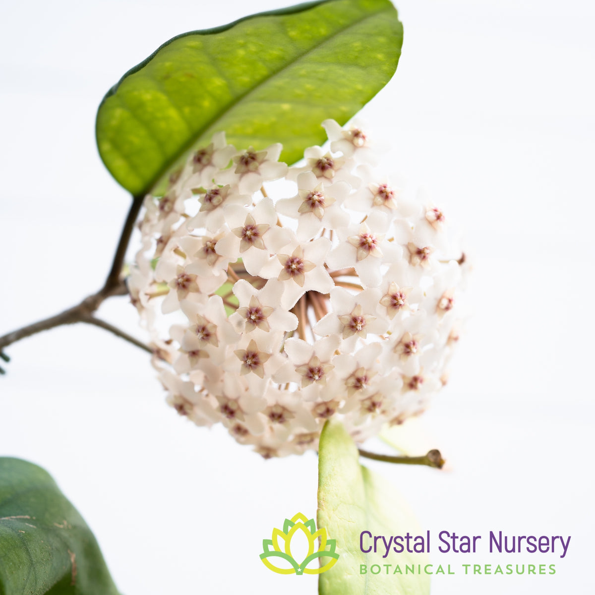 Hoya fungii