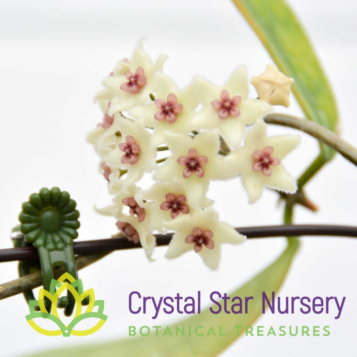 Hoya graveolens (splash)