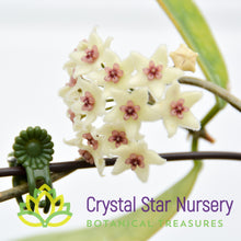 Hoya graveolens (splash)