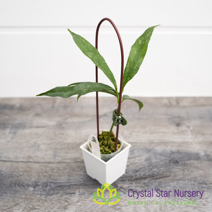 Hoya griffithii (splash)