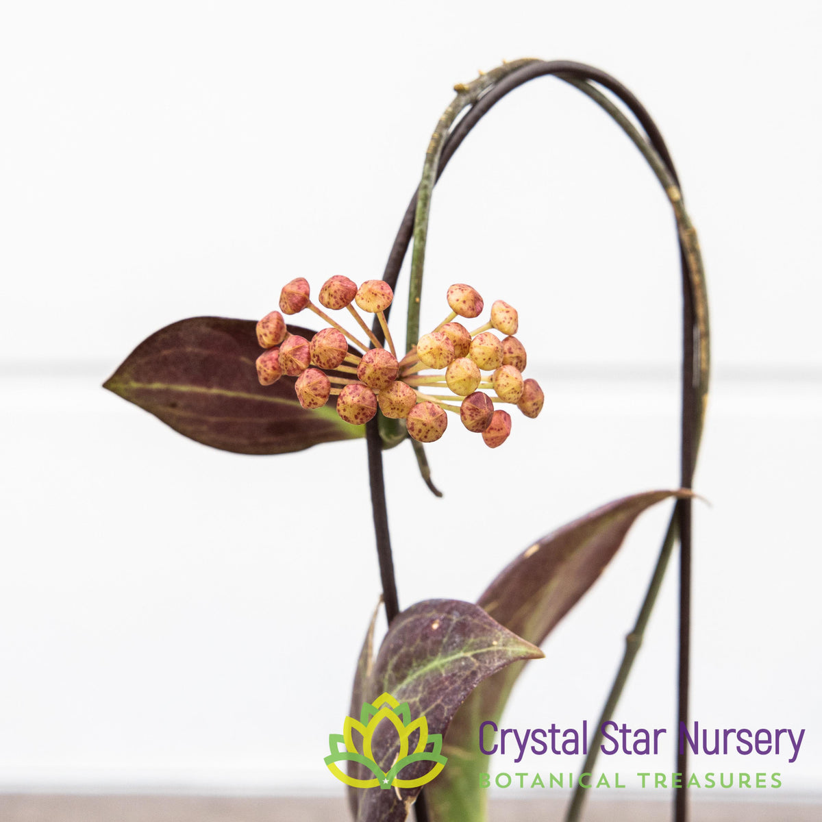 Hoya hellwigiana
