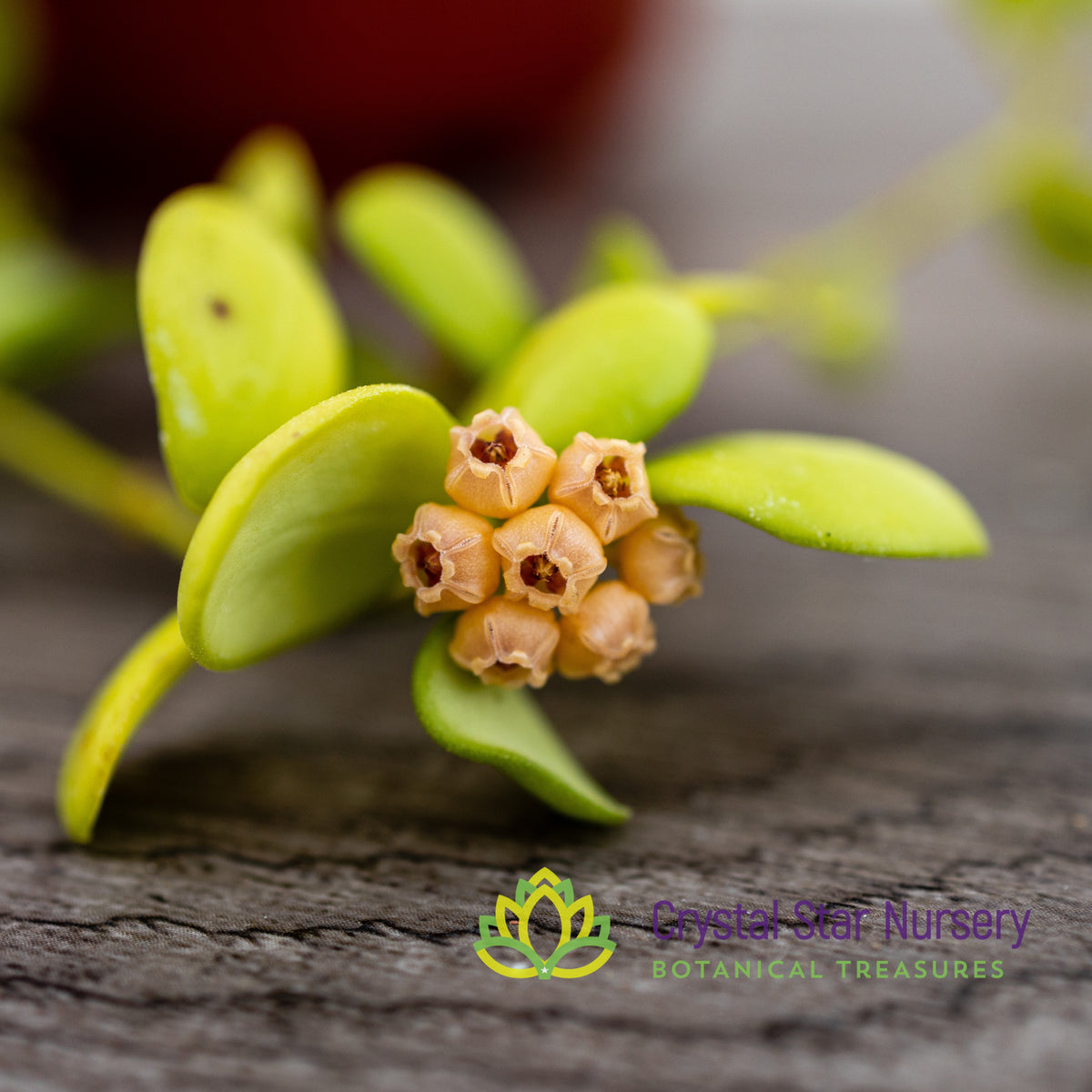 Hoya heuschkeliana (yellow)