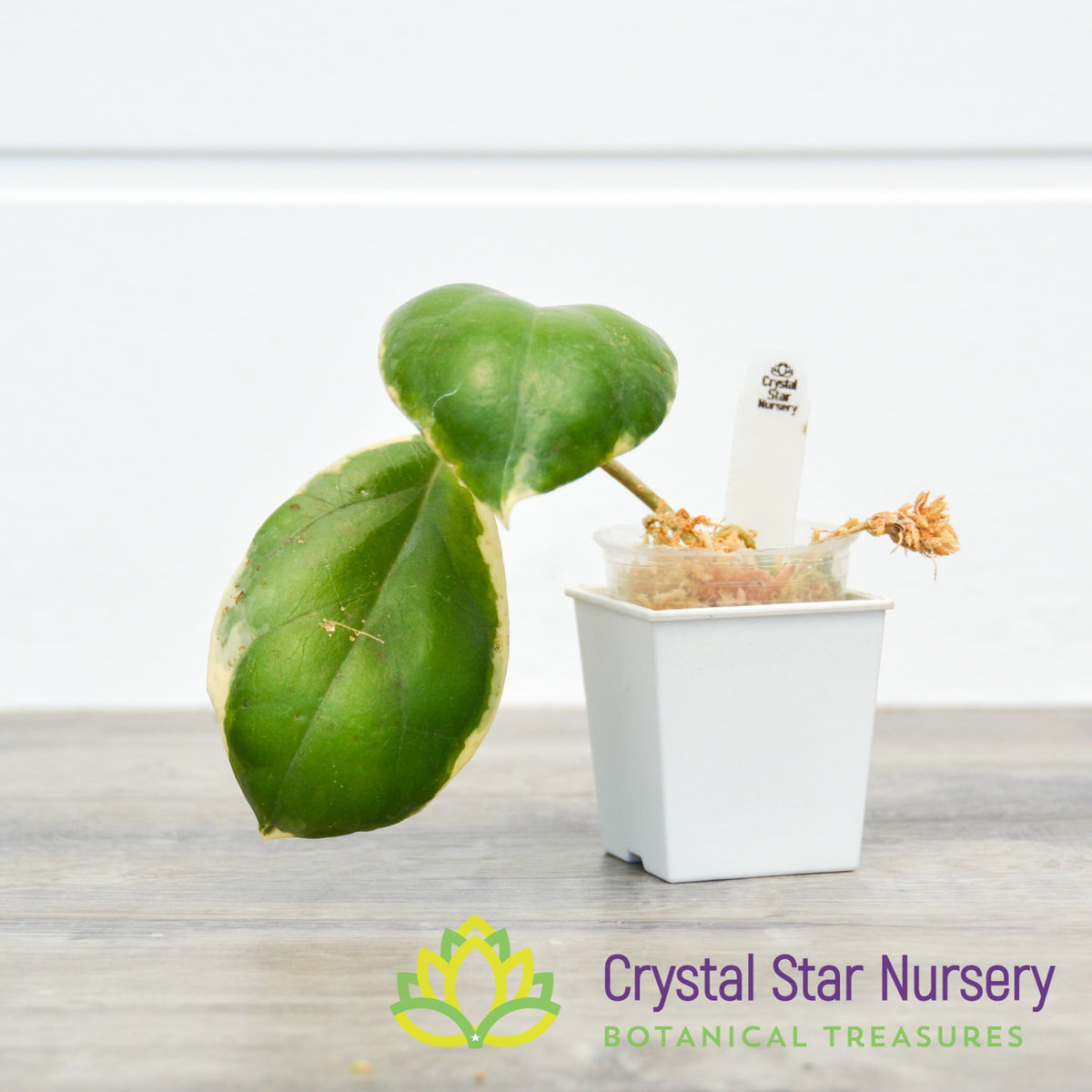Hoya incrassata (outer variegation)