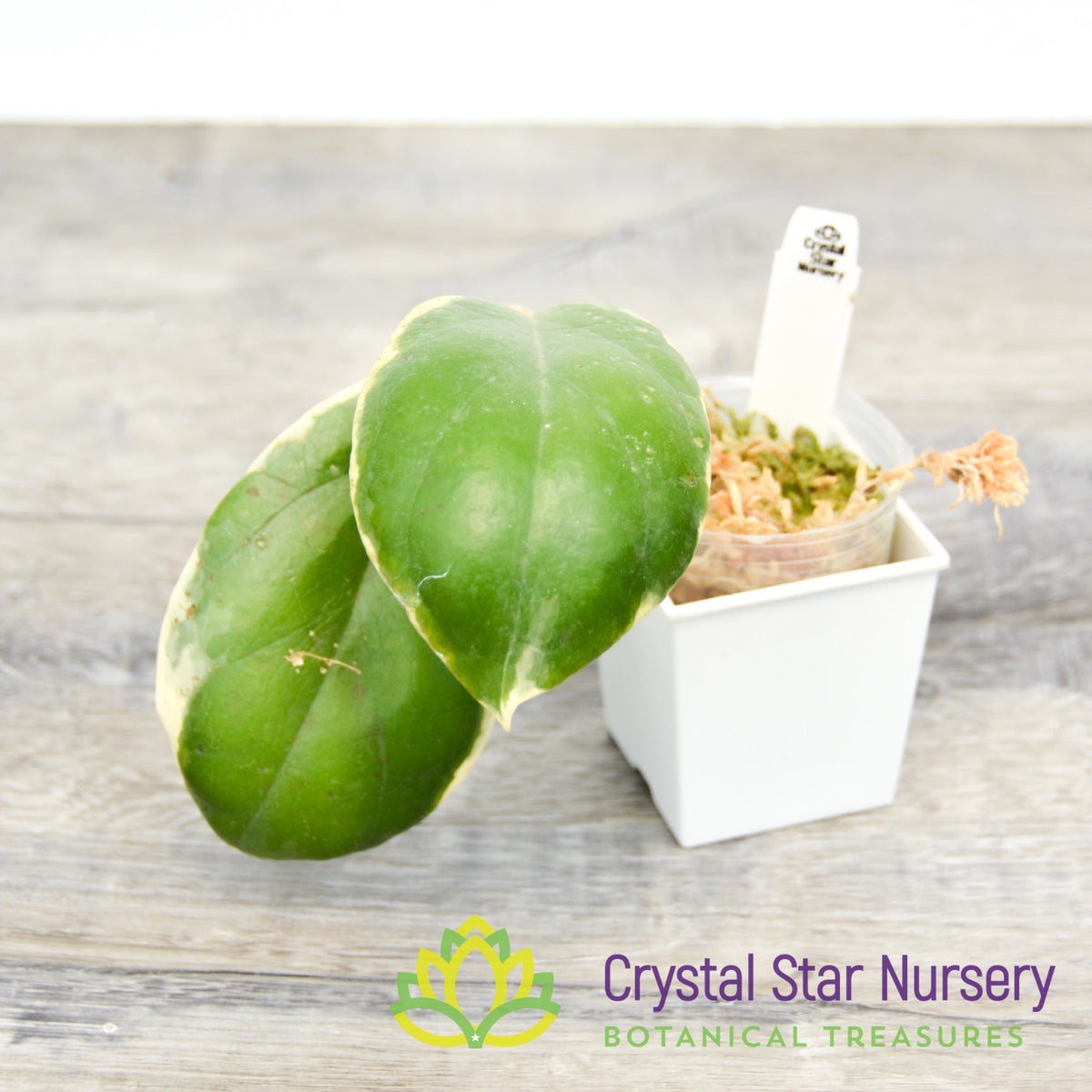 Hoya incrassata (outer variegation)