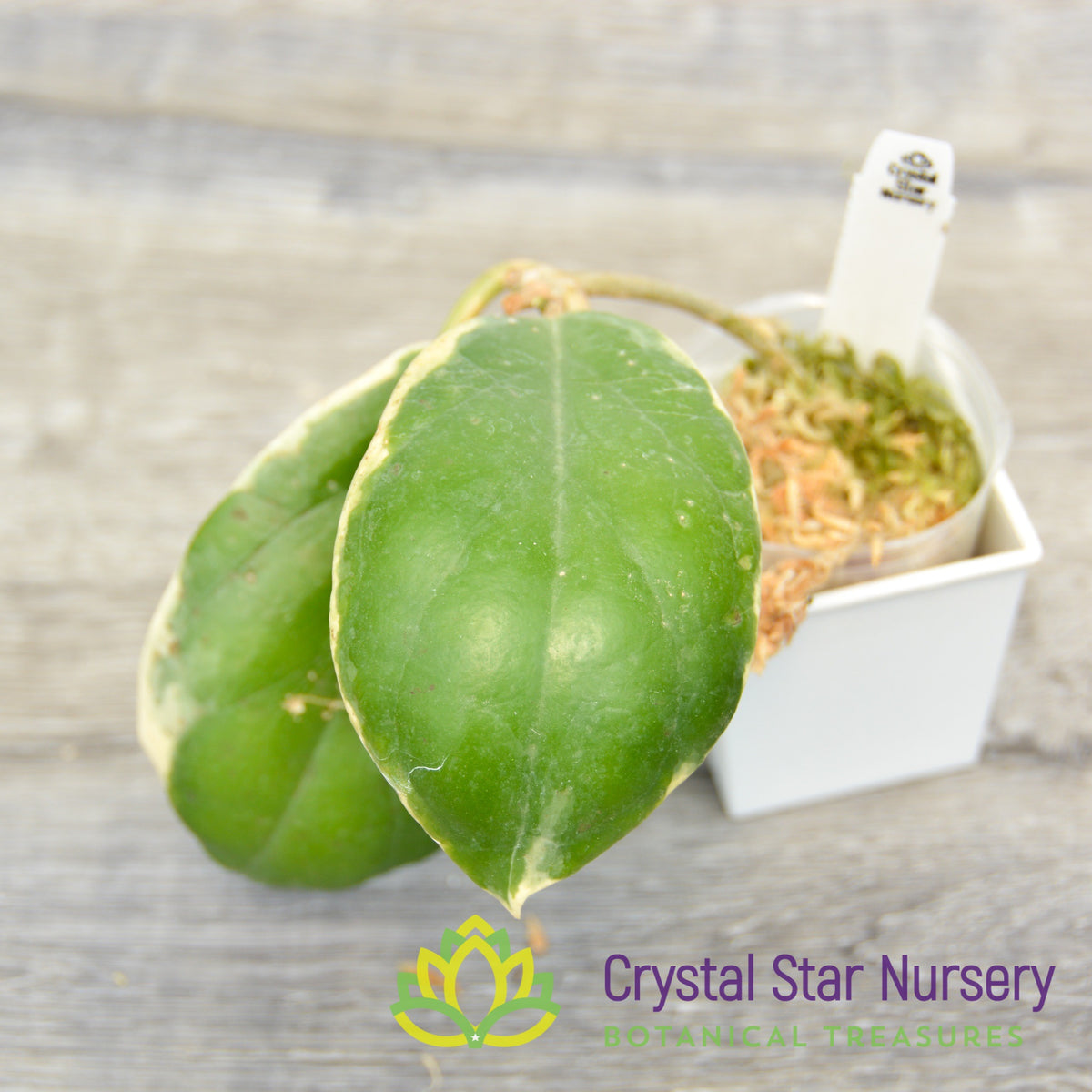 Hoya incrassata (outer variegation)
