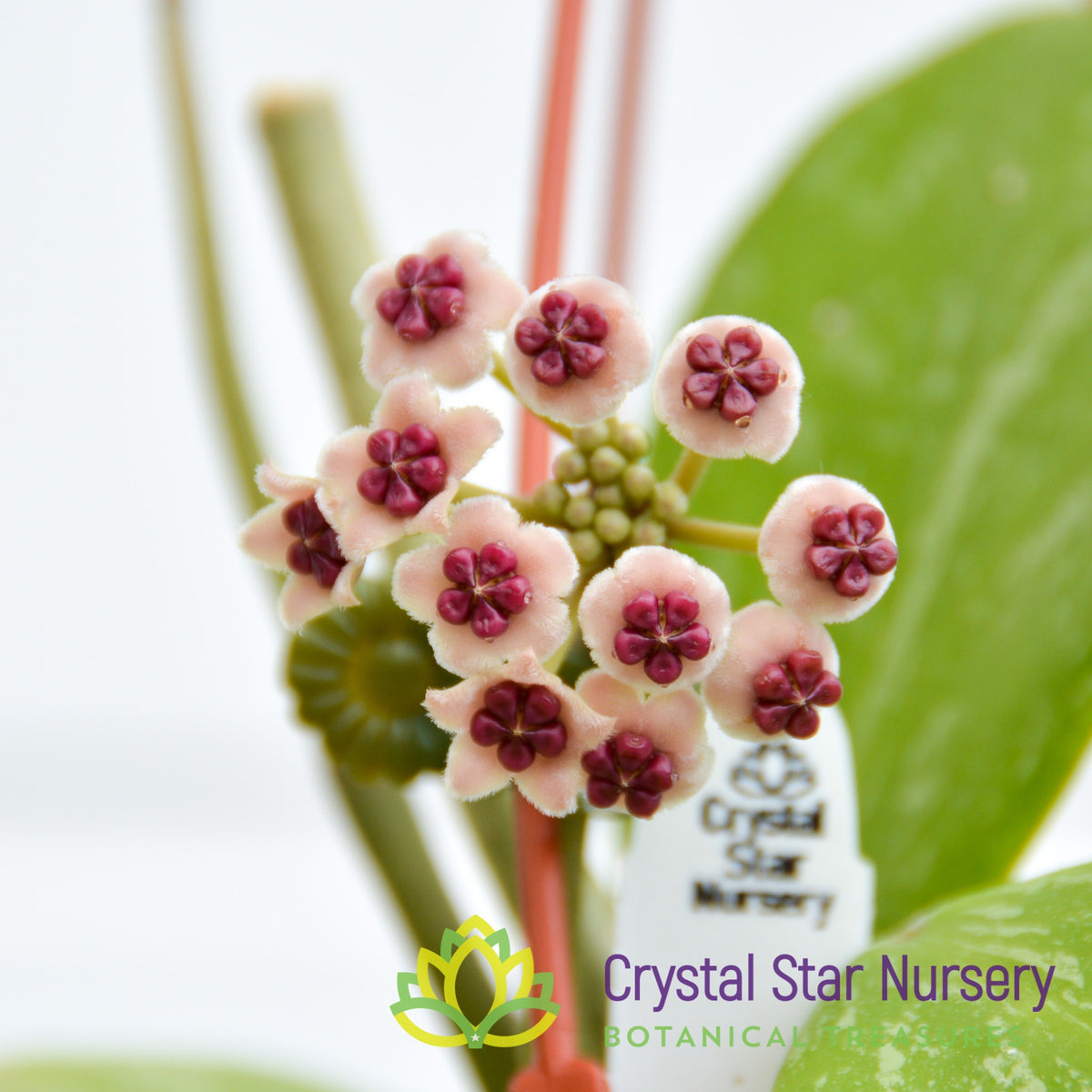Hoya kerrii (splash)