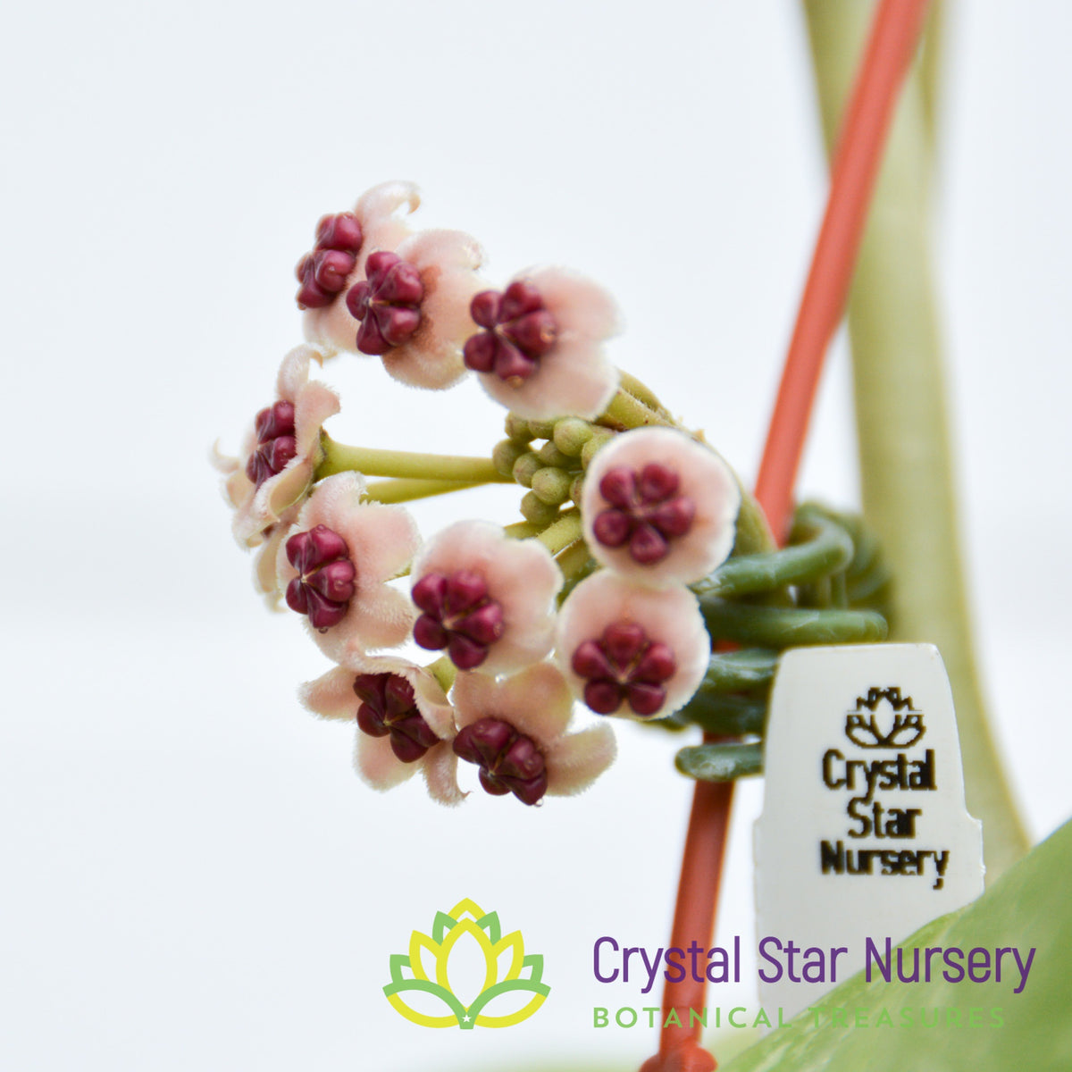 Hoya kerrii (splash)