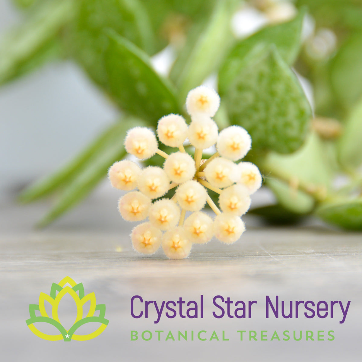 Hoya lacunosa (silver)