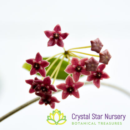 Hoya lamingtoniae (sp PNG 4)