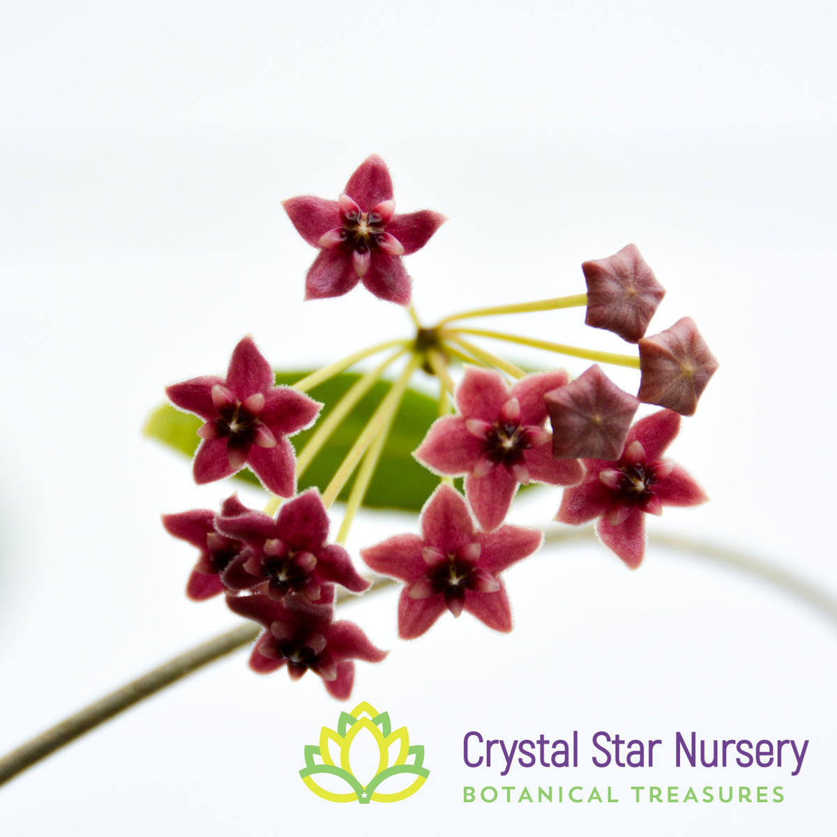 Hoya lamingtoniae (sp PNG 4)