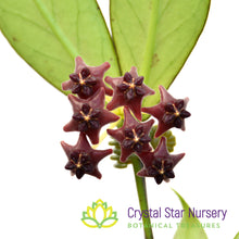 Hoya lobbii (black)
