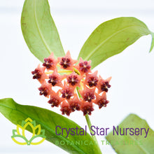 Hoya lobbii (pink)