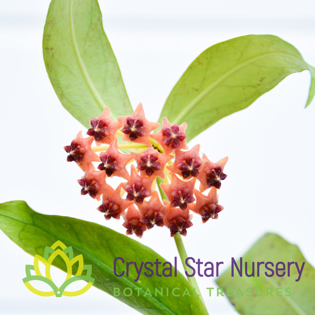 Hoya lobbii (pink)