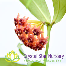 Hoya lobbii (pink)