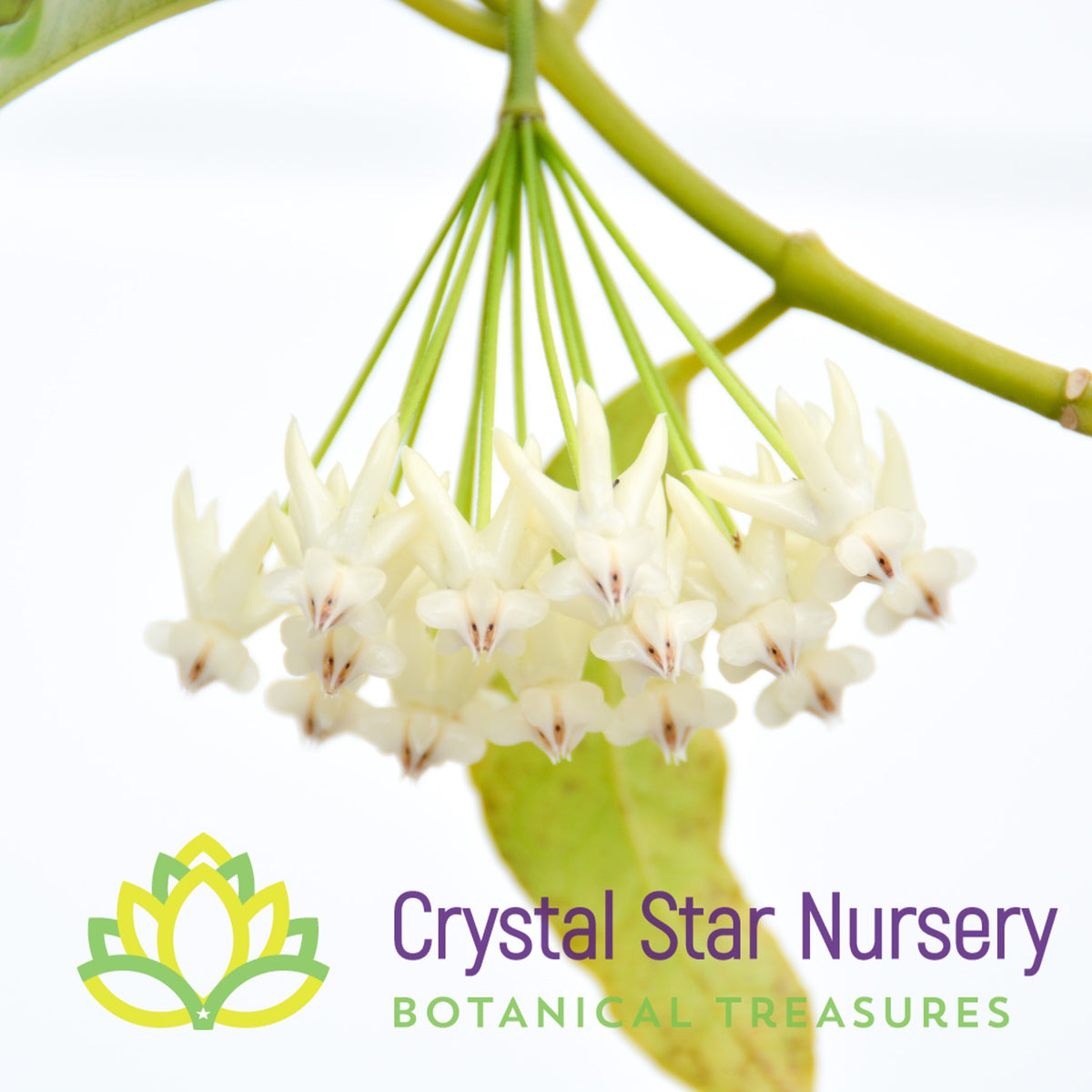 Hoya lockii