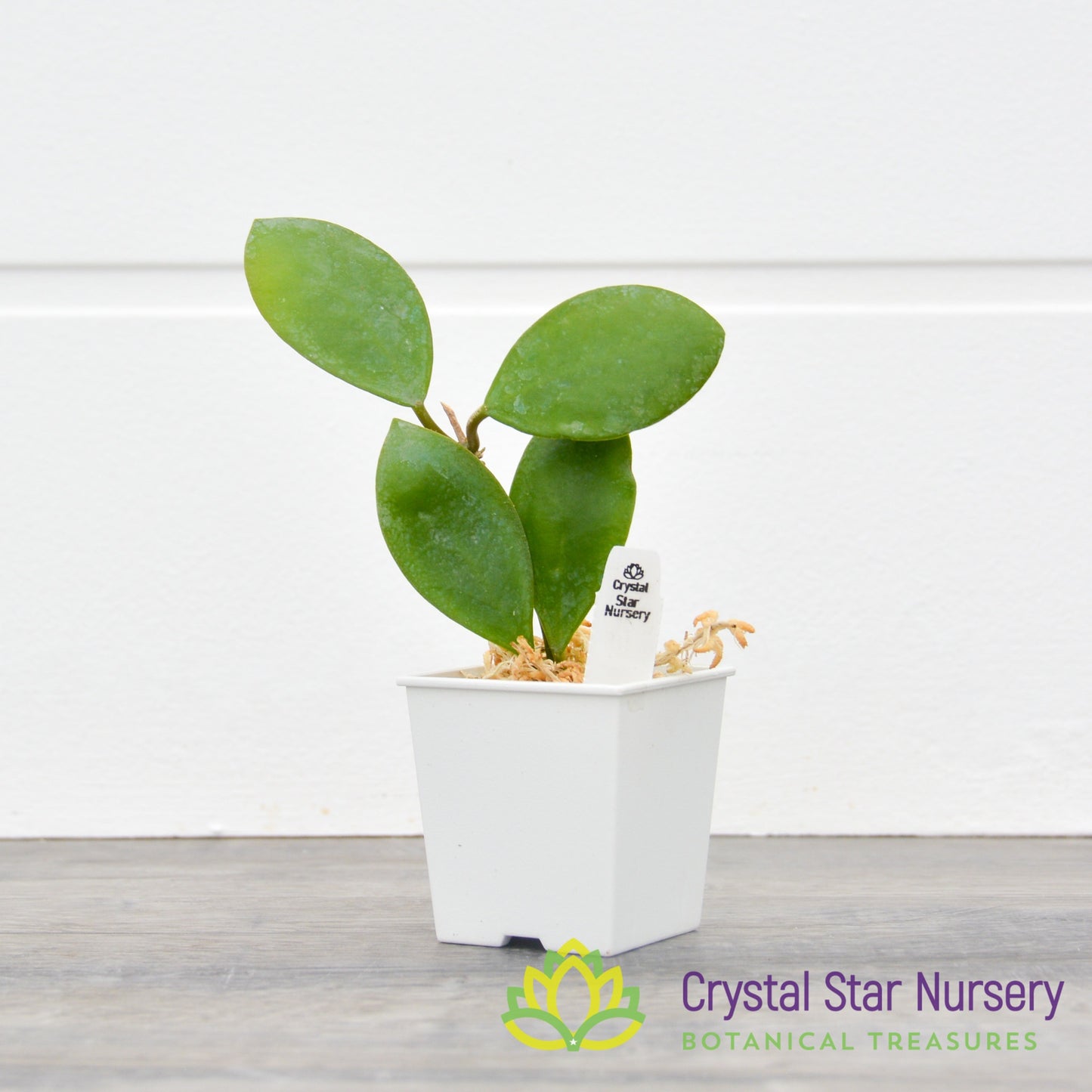 Hoya lucardenasiana