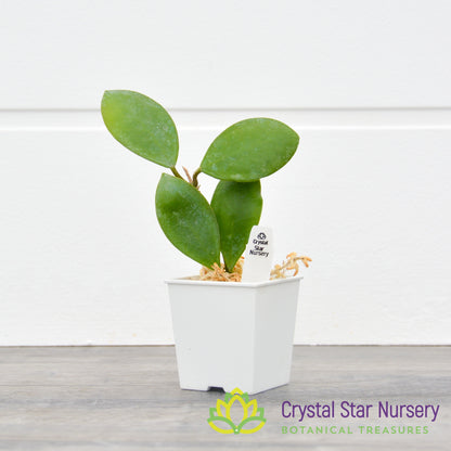 Hoya lucardenasiana