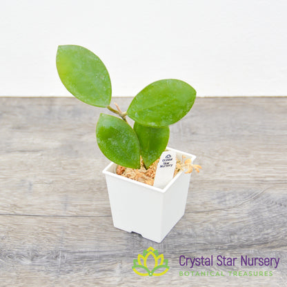 Hoya lucardenasiana