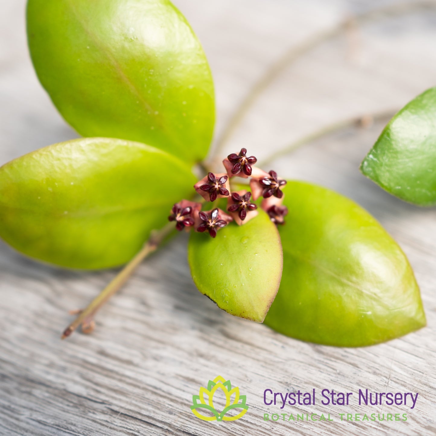 Hoya lucardenasiana