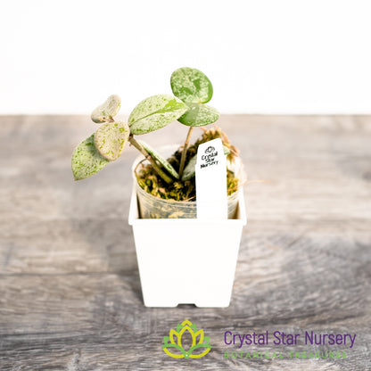 Hoya mathilde (silver)
