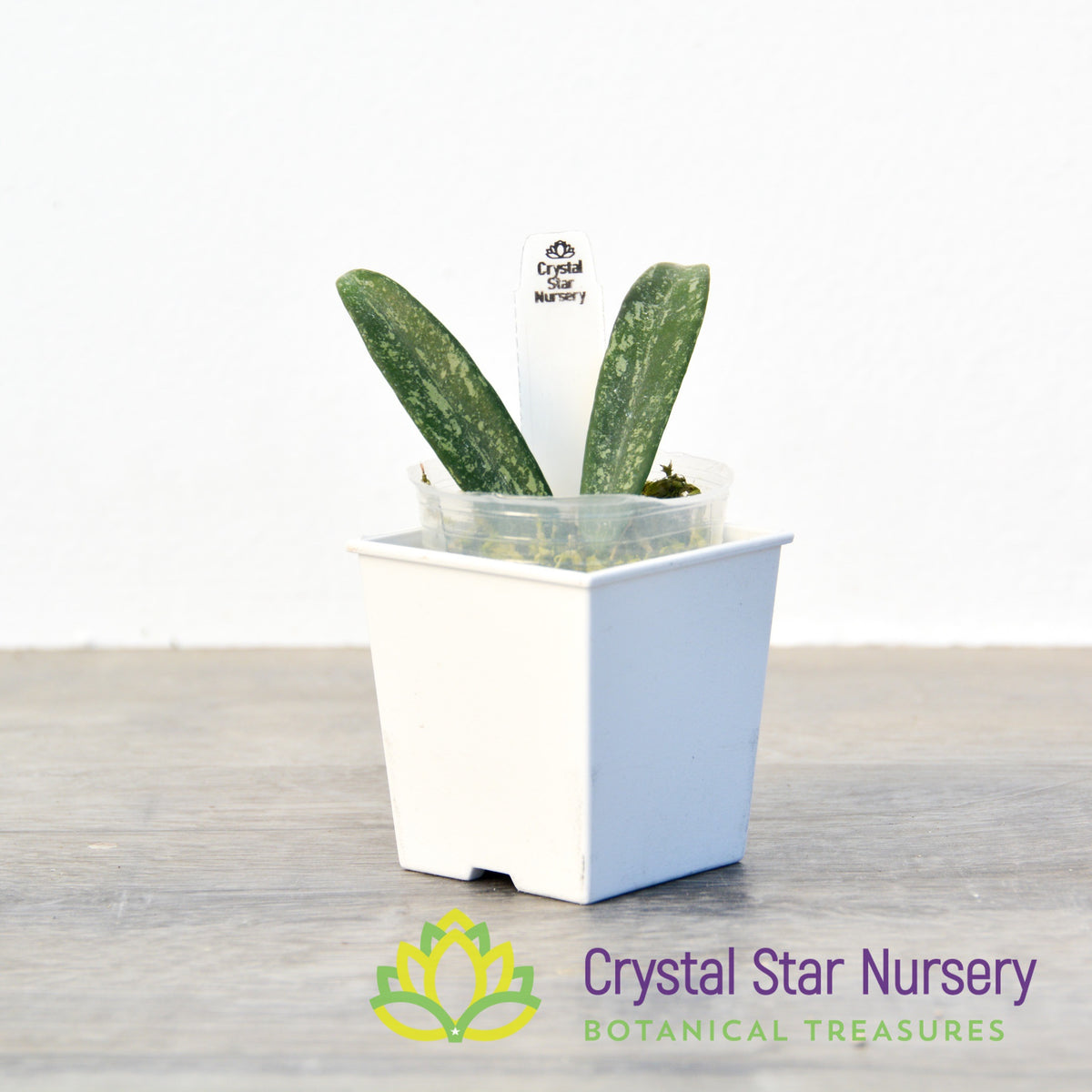 Hoya minibelle (splash)