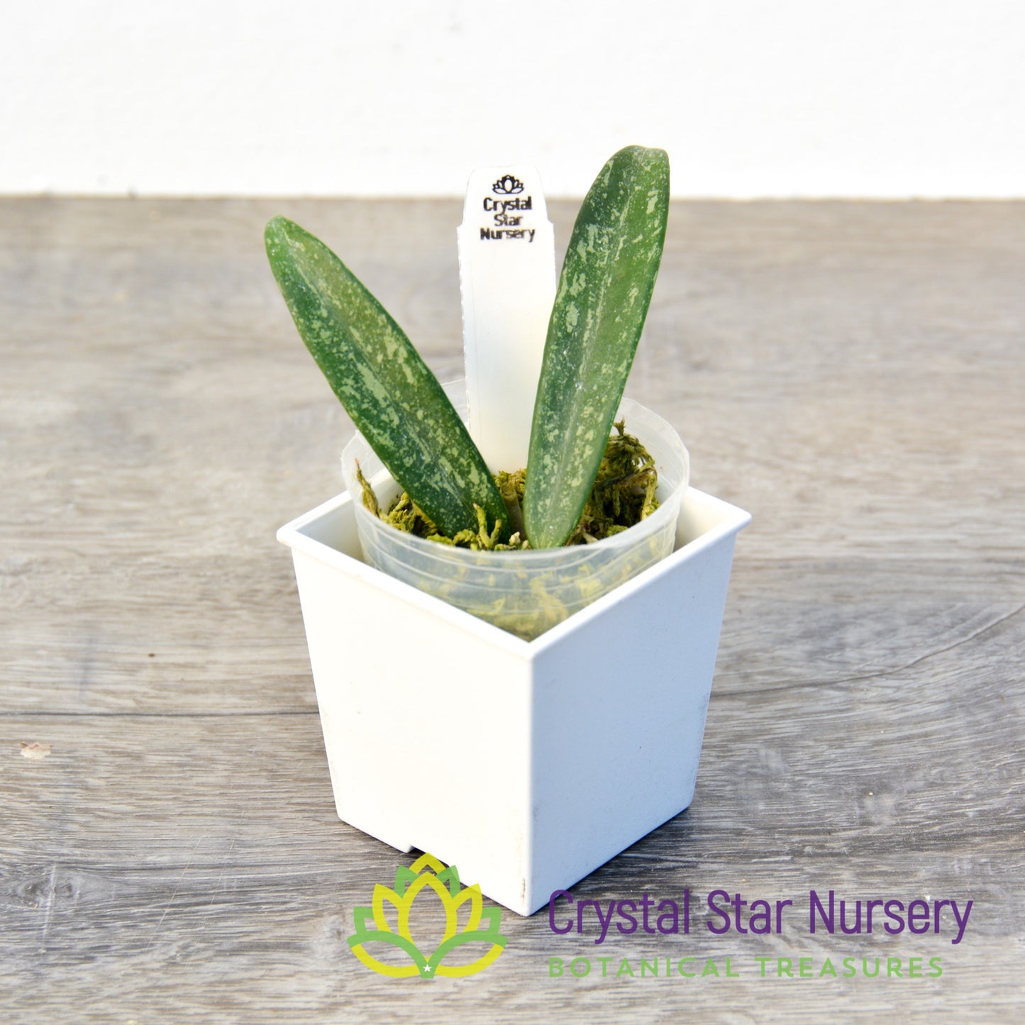 Hoya minibelle (splash)
