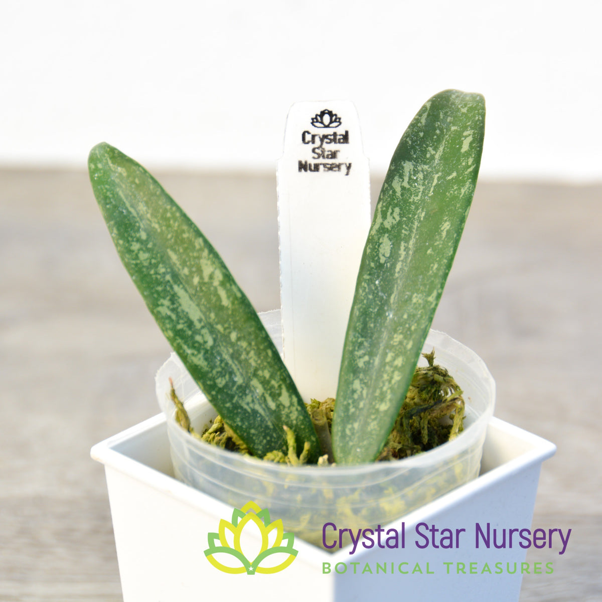 Hoya minibelle (splash)