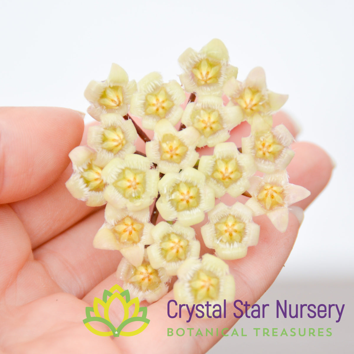 Hoya mirabilis (clone B)