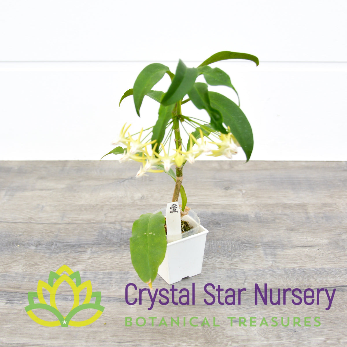 Hoya multiflora (White)