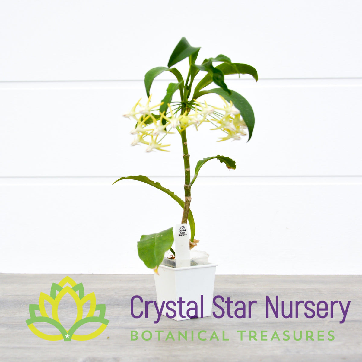 Hoya multiflora (White)