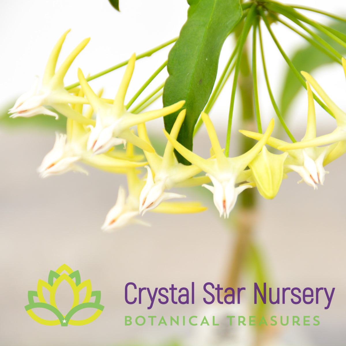 Hoya multiflora (White)