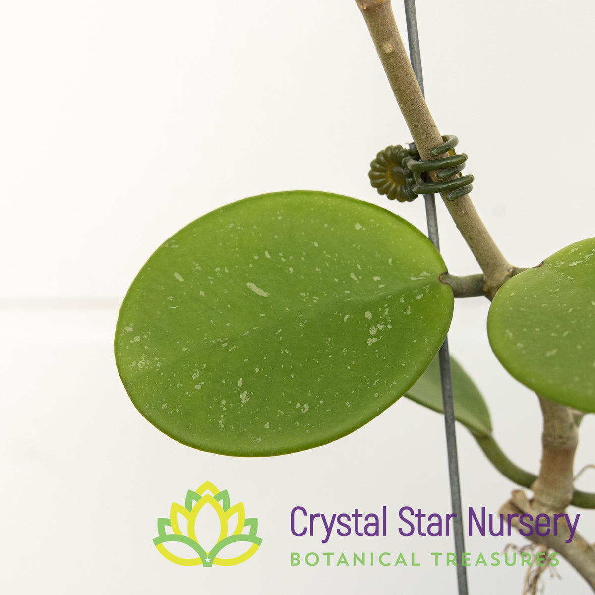 Hoya obovata