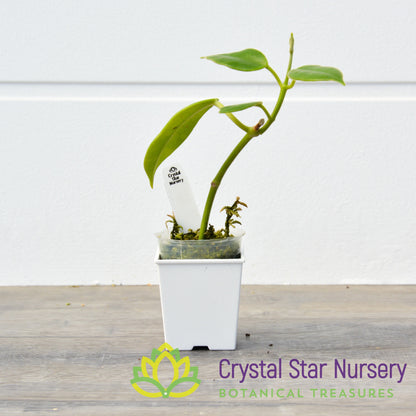 Hoya optimistic