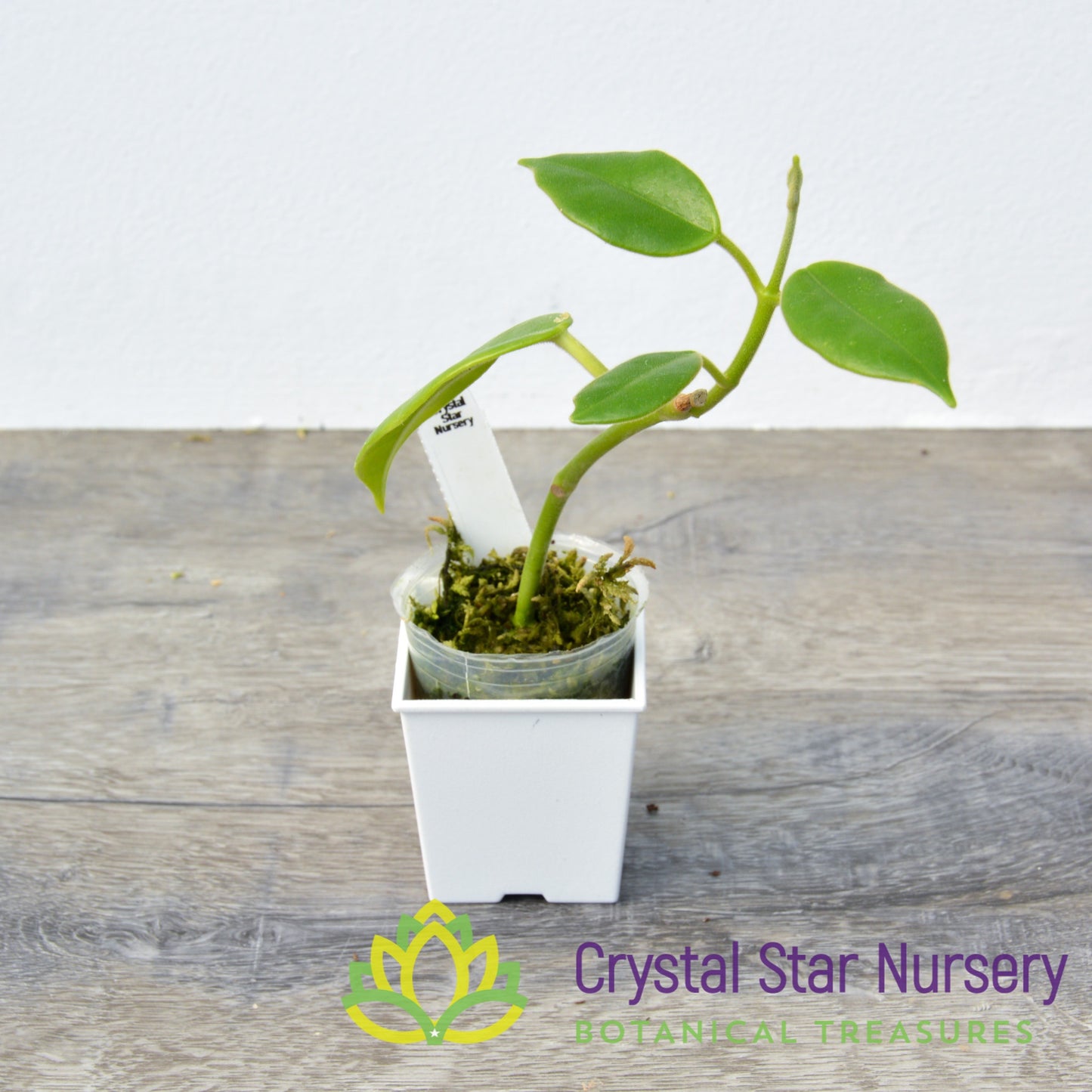 Hoya optimistic