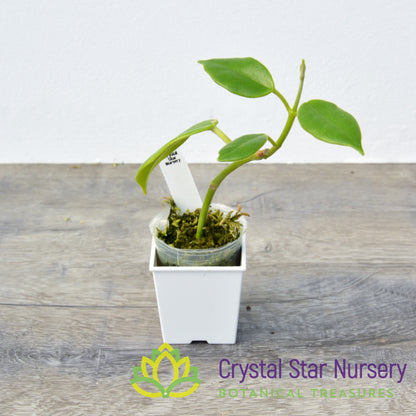 Hoya optimistic