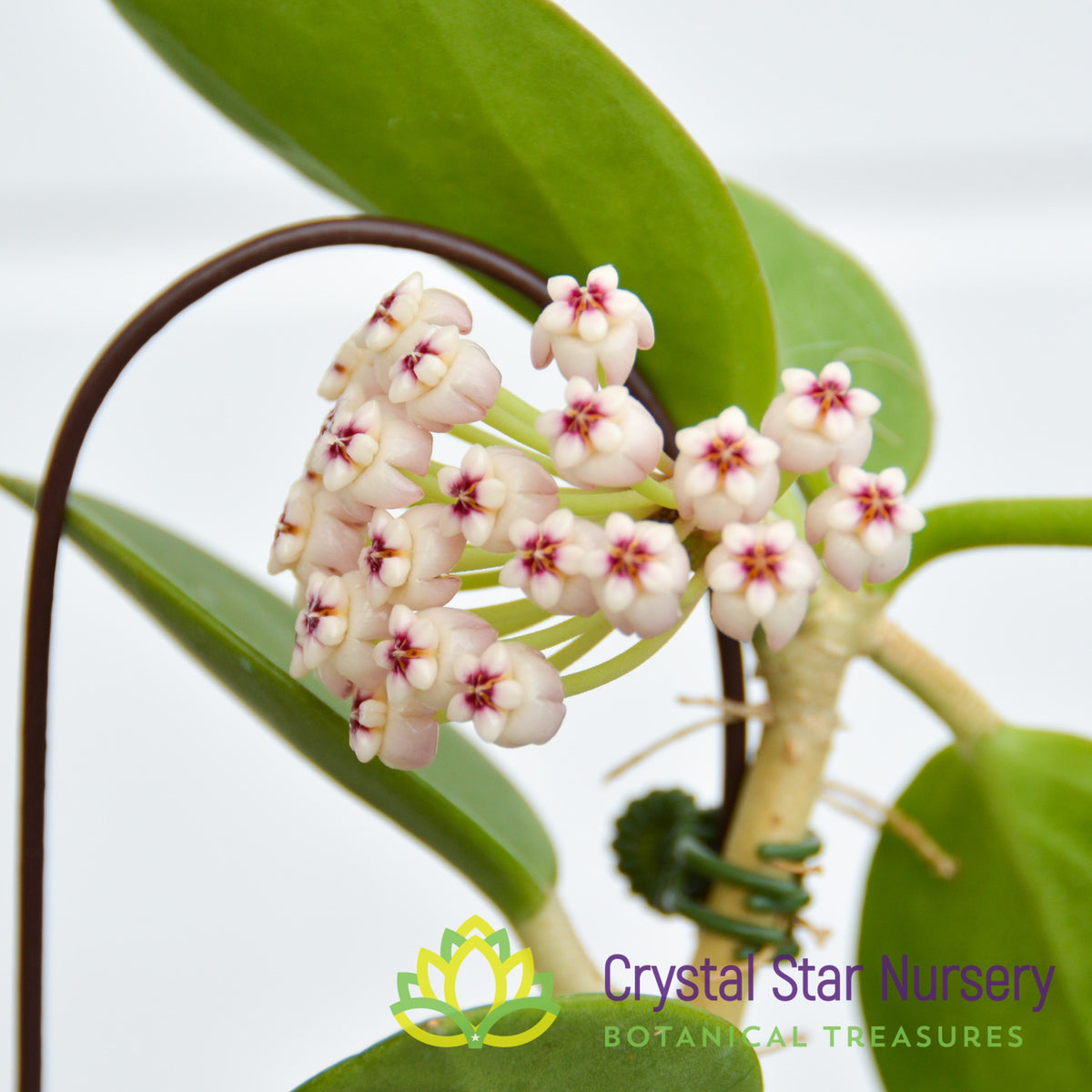 Hoya subquintuplinervis (Red Corona)