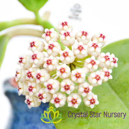 Hoya subquintuplinervis (Red Corona)