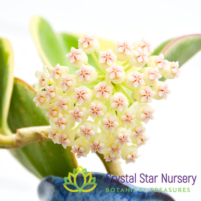 Hoya subquintuplinervis (outer variegation)
