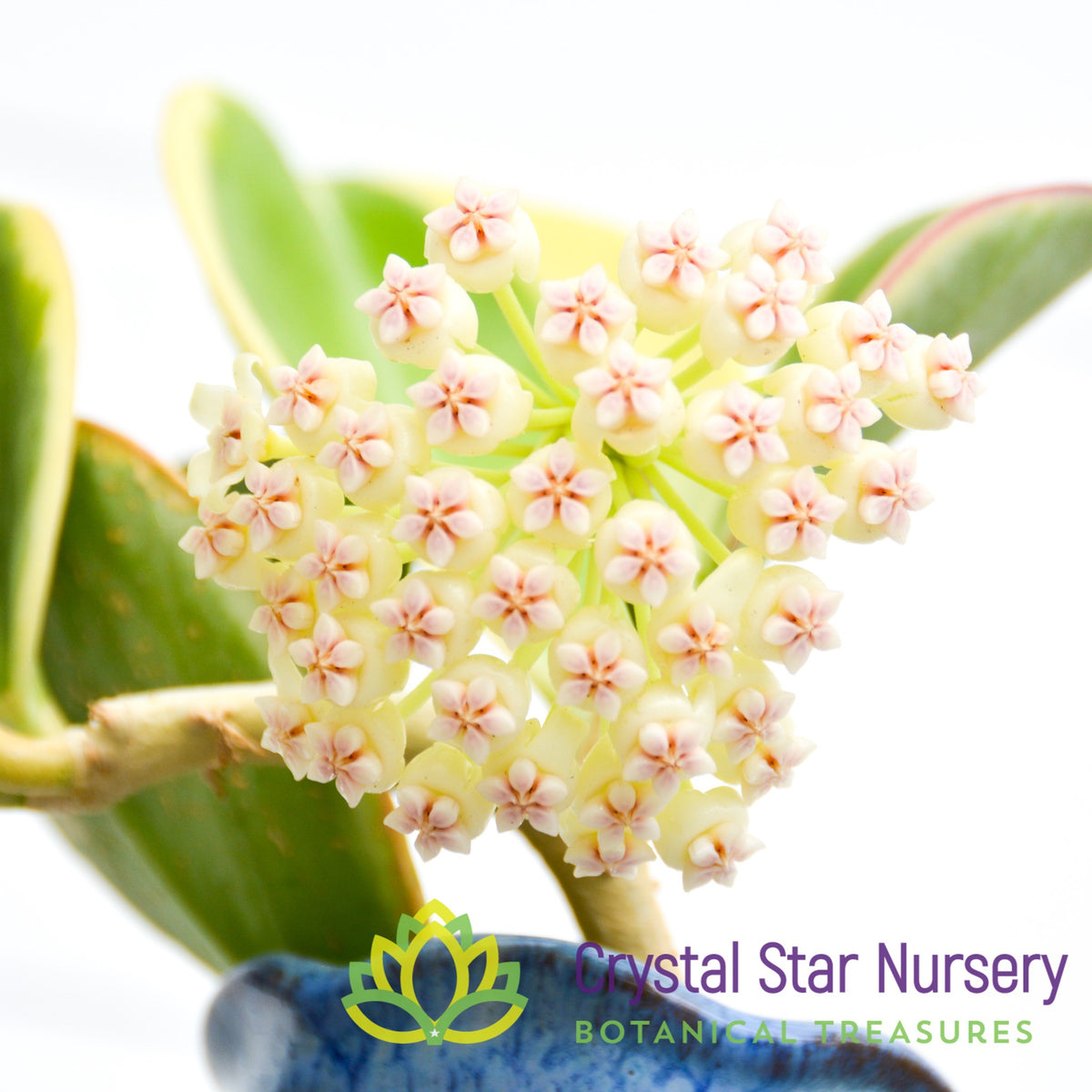 Hoya subquintuplinervis (outer variegation)