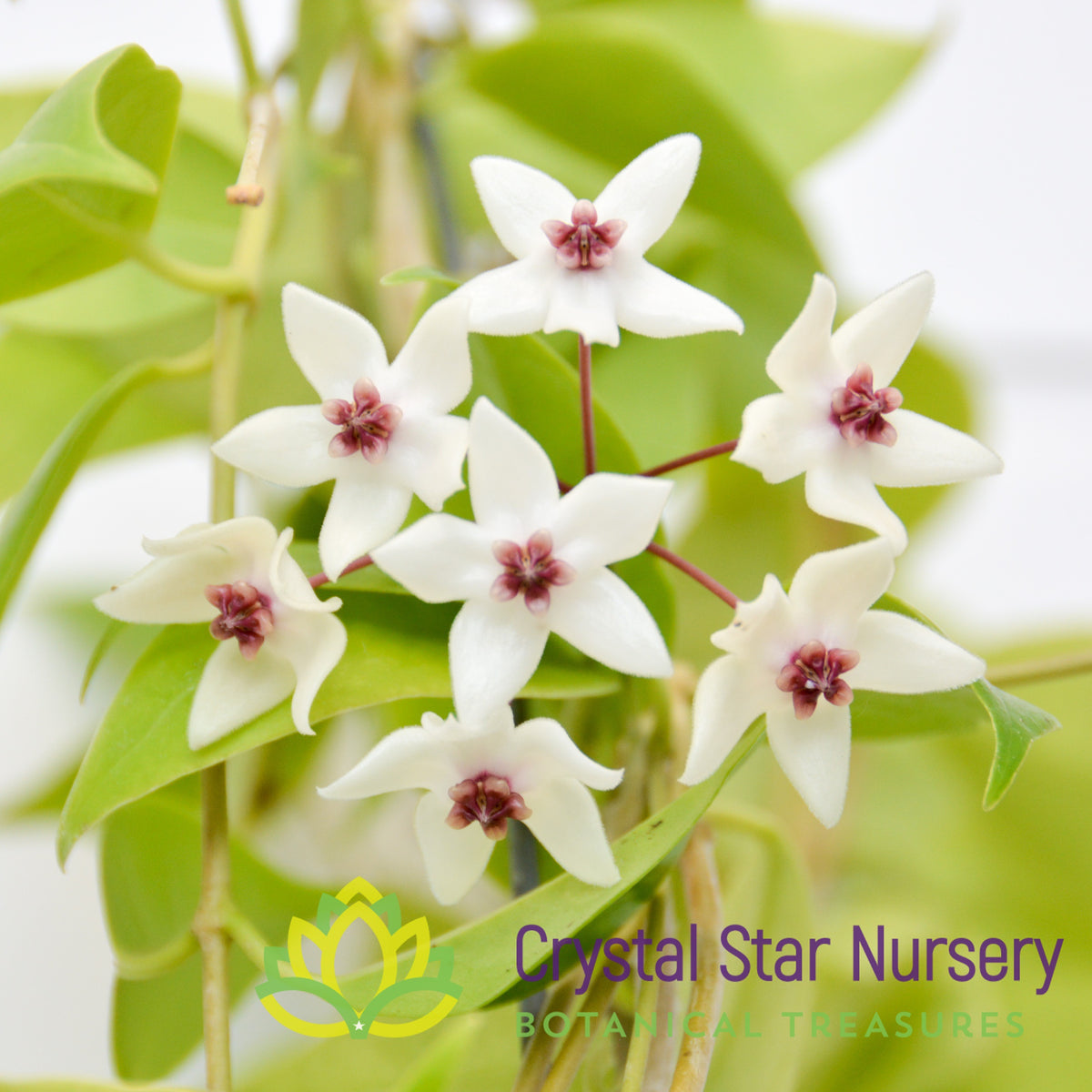Hoya paziae