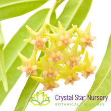 Hoya platycaulis