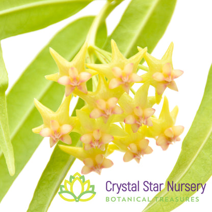 Hoya platycaulis