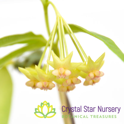 Hoya platycaulis