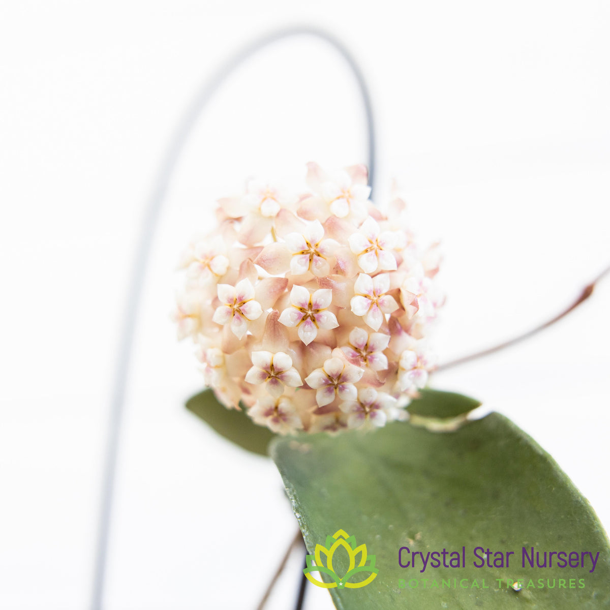 Hoya pottsii