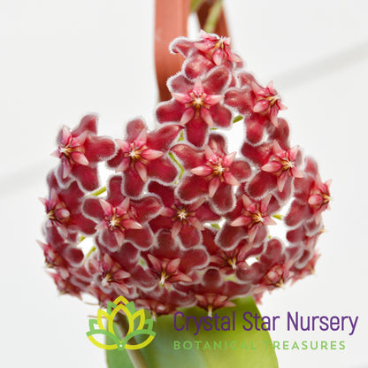 Hoya pubicalyx 'Black Dragon'