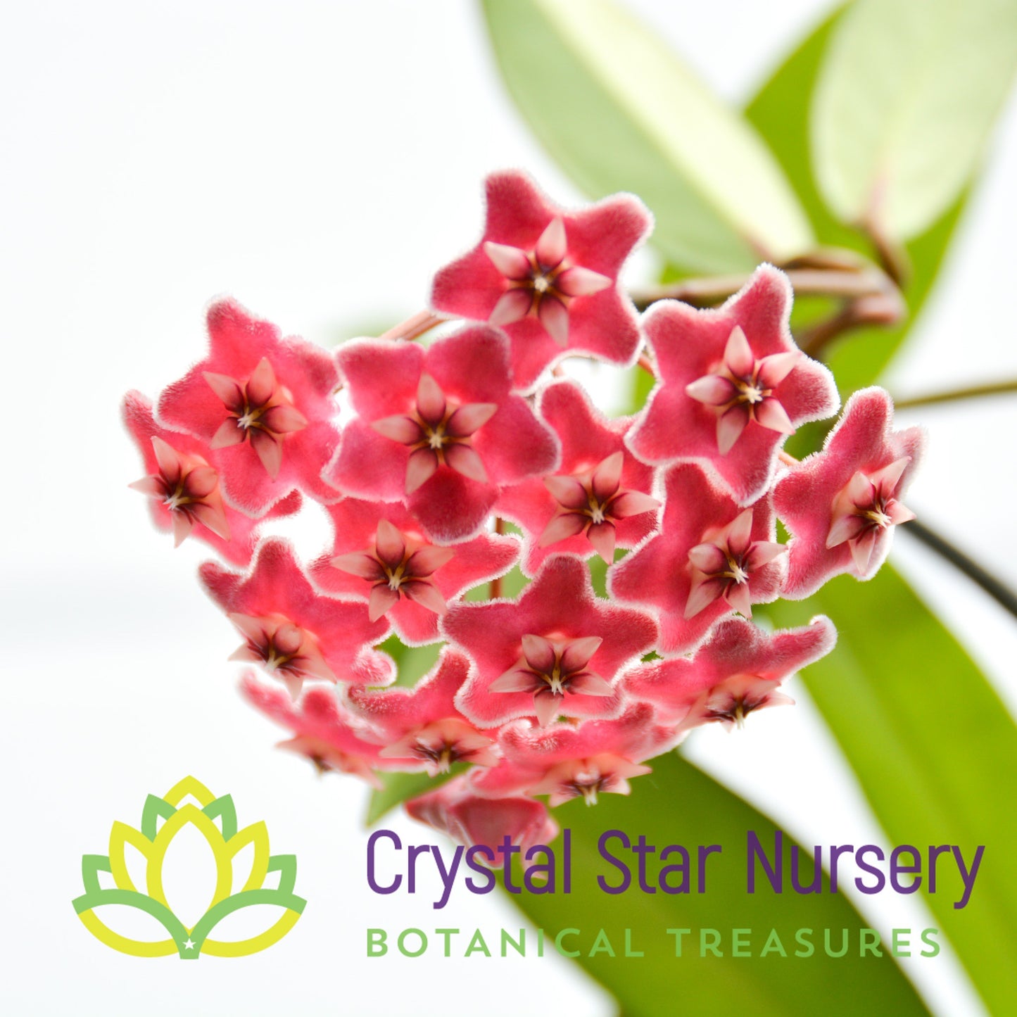 Hoya pubicalyx (splash)
