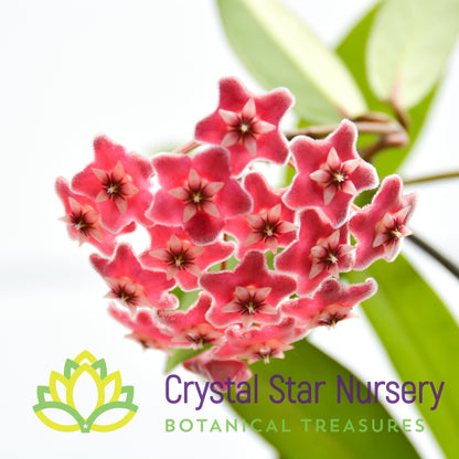 Hoya pubicalyx (splash)