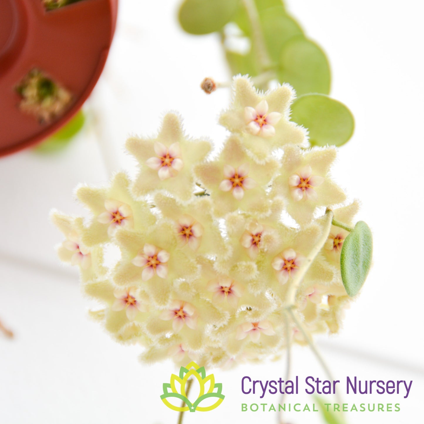 Hoya serpens